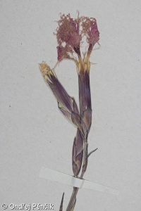 Dianthus superbus