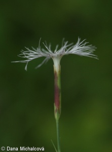 Dianthus superbus – hvozdík pyšný