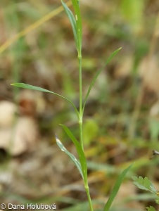 Dianthus superbus – hvozdík pyšný