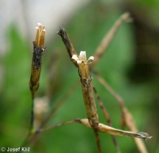 Dianthus superbus subsp. superbus – hvozdík pyšný pravý
