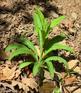 Digitalis grandiflora – náprstník velkokvětý