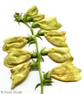 Digitalis grandiflora – náprstník velkokvětý