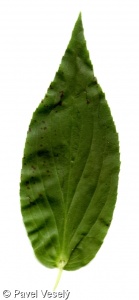 Digitalis grandiflora – náprstník velkokvětý