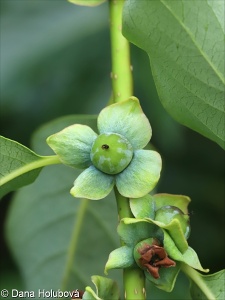 Diospyros lotus