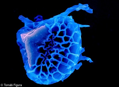 Diphasiastrum alpinum &ndash; plavuník alpínský