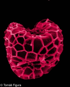 Diphasiastrum alpinum &ndash; plavuník alpínský