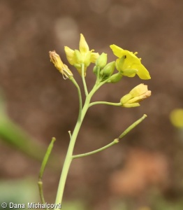Diplotaxis tenuifolia – křez tenkolistý