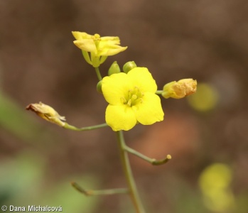 Diplotaxis tenuifolia – křez tenkolistý