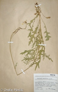 Diplotaxis tenuifolia