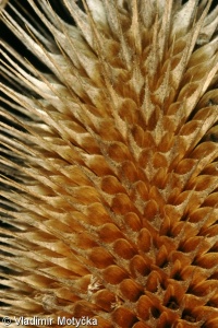 Dipsacus fullonum – štětka planá