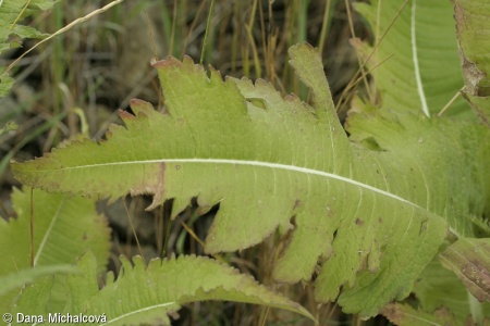 Dipsacus laciniatus – štětka laločnatá