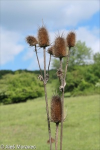 Dipsacus laciniatus &ndash; štětka laločnatá