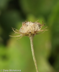 Doronicum orientale – kamzičník kavkazský