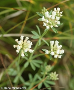 Dorycnium pentaphyllum agg. – okruh bílojetele pětilistého