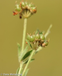 Dorycnium pentaphyllum