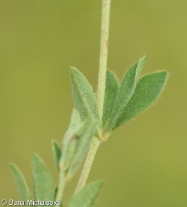 Dorycnium pentaphyllum agg. – okruh bílojetele pětilistého
