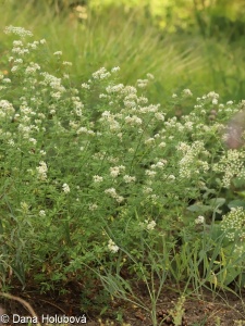 Dorycnium herbaceum – bílojetel bylinný