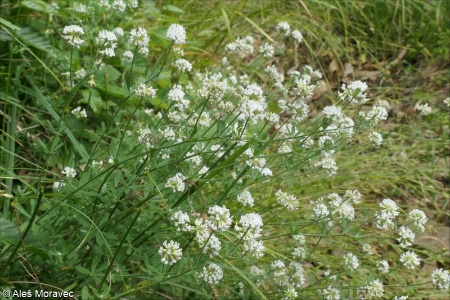 Dorycnium pentaphyllum agg. &ndash; okruh bílojetele pětilistého