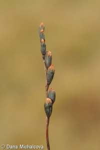 Drosera longifolia