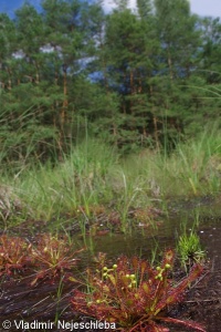 Drosera intermedia – rosnatka prostřední