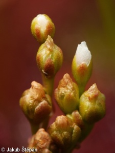 Drosera intermedia – rosnatka prostřední
