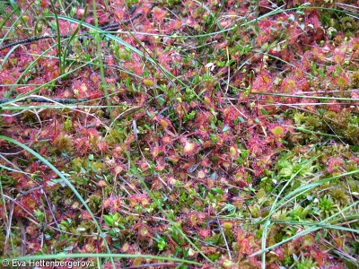 Drosera rotundifolia – rosnatka okrouhlolistá
