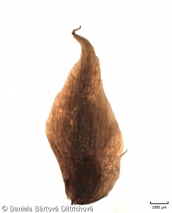 Dryopteris dilatata – kapraď rozložená