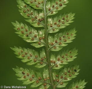 Dryopteris dilatata – kapraď rozložená
