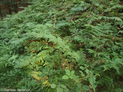 Dryopteris ×ambroseae – kapraď podobná × k. rozložená