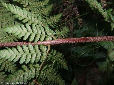 Dryopteris ×ambroseae – kapraď podobná × k. rozložená