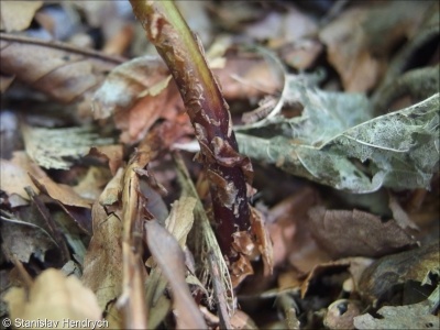 Dryopteris carthusiana agg. – okruh kapradě osténkaté