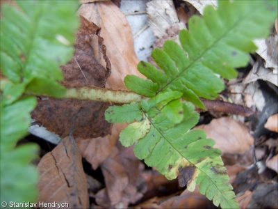 Dryopteris x critica