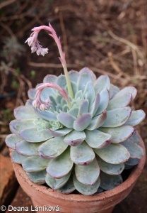 Echeveria elegans – pupovice ozdobná