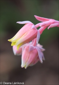 Echeveria elegans