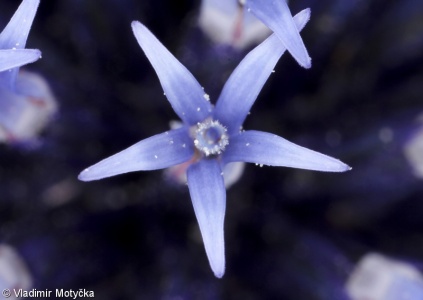 Echinops ritro – bělotrn modrý