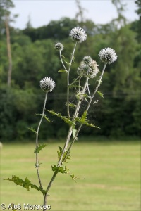 Echinops sphaerocephalus