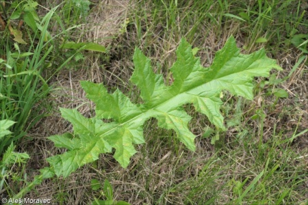 Echinops sphaerocephalus