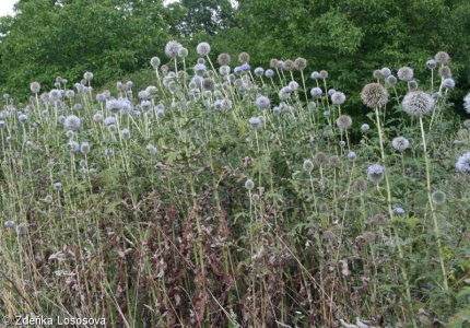 Echinops sphaerocephalus