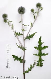 Echinops sphaerocephalus subsp. sphaerocephalus – bělotrn kulatohlavý pravý