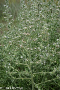 Echium italicum subsp. biebersteinii