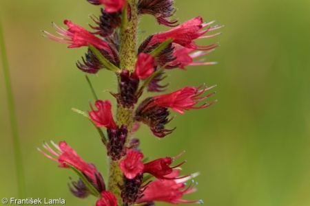 Echium maculatum – hadinec červený