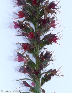 Echium maculatum – hadinec červený