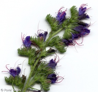 Echium vulgare – hadinec obecný
