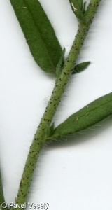 Echium vulgare – hadinec obecný