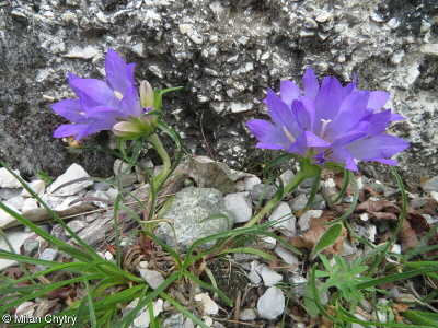 Edraianthus graminifolius