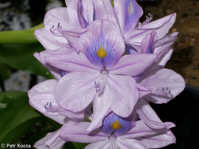 Eichhornia crassipes – tokozelka nadmutá