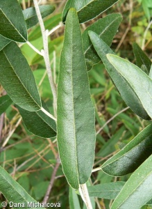 Elaeagnus angustifolia – hlošina úzkolistá (“česká oliva”)