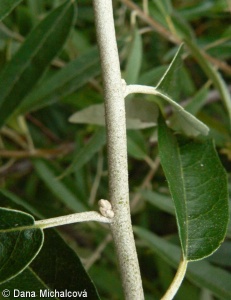 Elaeagnus angustifolia