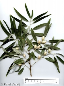 Elaeagnus angustifolia – hlošina úzkolistá (“česká oliva”)