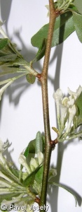 Elaeagnus umbellata – hlošina okoličnatá
